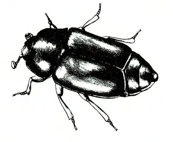 Top view of beetle with short wings closed has torpedo shape. Jointed, pale legs pointed at tips. Light shadings suggest glossy appearance. Black and white art.