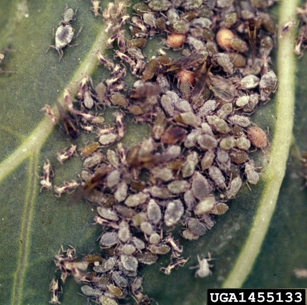Mass of dozens of aphids variously colored gray, tan, and brown within two light-colored ribs of dark leaf. Top view.