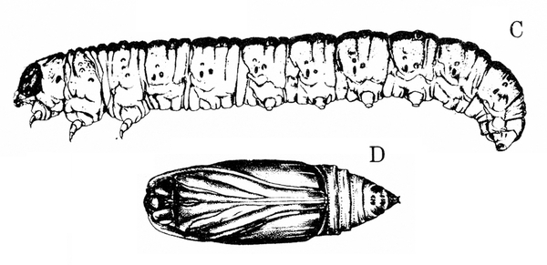 Side view of caterpillar at top, labeled C. Pupa on its side, below, labeled D. Black and white art.