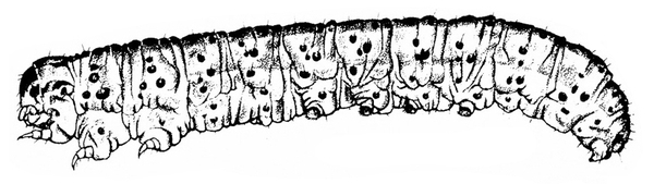 Side view. Caterpillar heavily mottled and shaded dark. Small, black spots are spiracles and bumps. Three legs under body near head. Prolegs barely visible.