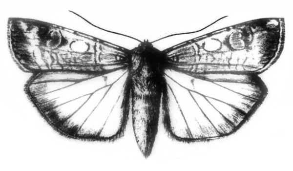 Top view. Wings spread. Forewings shaded dark with two light circles mid-wing. Hind wings light, with venation, and dark edges. Abdomen is pointed at tip.