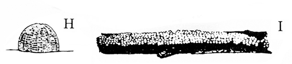 Side view of dome-shaped egg at left. At right, dark twig on its side. Whitish markings all along top side are egg mass. Black and white art.