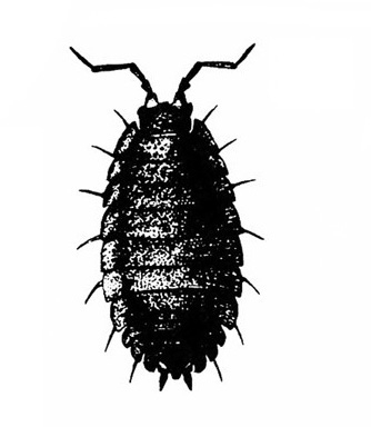 Top view of oval-bodied sowbug, mostly shaded dark with some segments apparent. Two handlebar-shaped antennae. Fourteen short, thin legs sticking out from body.