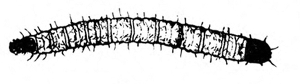 Top view of very slender, tube-shaped grub with small, black, pointed head. Short hairs all over body. Black and white art.