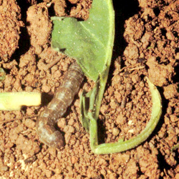 Segmented beige-gray worm crawling on red clay soil next to detached green leaf and stem.