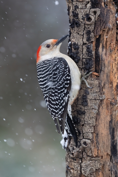A red-bellied woodpecker perched on a snag