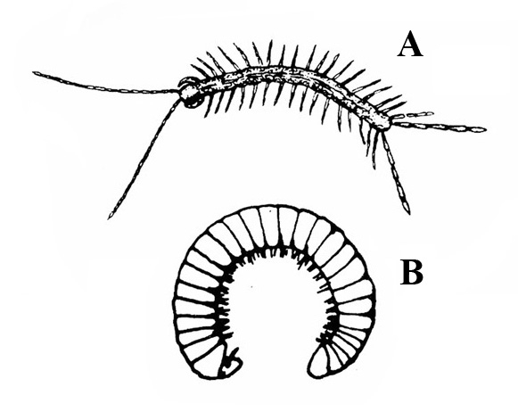 Centipede at top, labeled A, has slender body with more than two dozen legs present. Millipede below, labeled B, is acutely curled with many legs under body.