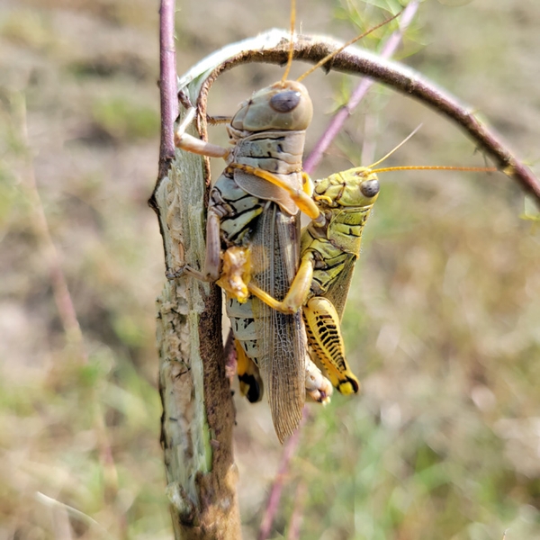 Grayish female on twig. Green male on her back, grasping her with yellow legs. Male is about half her size. Dark chevron marks visible on male’s left femur.