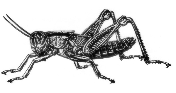Side view of mostly black-shaded nymph, with pair of long hind legs bent. Femurs are thickened and tibias are thinner and bristled. Black and white art.