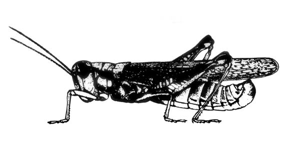 Side view of mostly black-shaded grasshopper with pair of long hind legs bent. Narrow wings folded over back, extending beyond tip of abdomen. Black and white art.