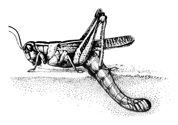 Side view of grasshopper with long hind legs bent upward. Long, slender abdomen is inserted into soil, with four, tiny eggs being laid. Black and white art.