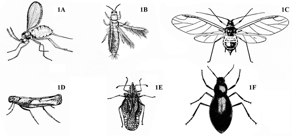 Six winged insects in two rows. Top row, A, B, C, left to right. Bottom row, D, E, F, left to right. Black and white art.