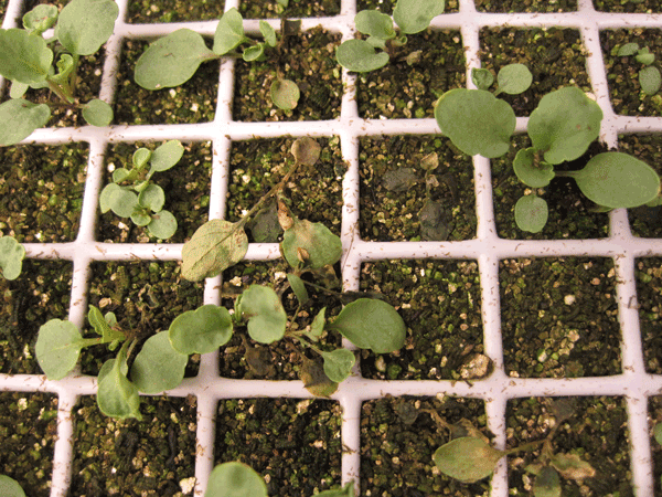 Pansy seedlings subject to damping-off.