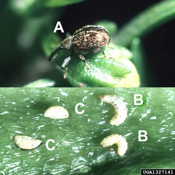 Composite of two photos. Top half shows weevil on leaf. Bottom half is leaf with two pale crescent-shaped pupae on left and two pale C-shaped larvae on right.