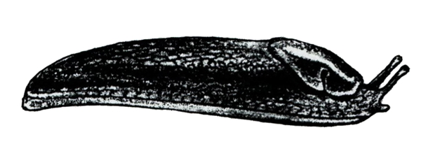 Side view of slipper-shaped slug, wider near head, pointed at end. Mostly shaded black. Two tentacles with bead-like tips extended upward. Black and white art.