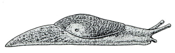 Right side view of dome-shaped slug shaded black and gray. Black circle surrounded by pale area on mantle is breathing pore. Two upper tentacles point forward.