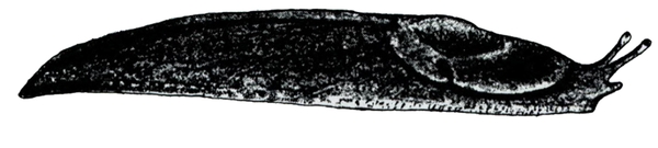 Side view of slipper-shaped slug, narrow at ends. Art almost all black. Two upper tentacles with bead-like tips extend up. Lower right tentacle shorter.