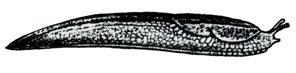 Side view of slipper-shaped slug, narrow at ends. Art black with gray shading showing mottled texture. Two upper tentacles extend up.