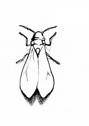 Top view of whitefly with wings sloped roof-like over back, obscuring body. Two pairs of legs and pair of antennae visible. Black and white art.