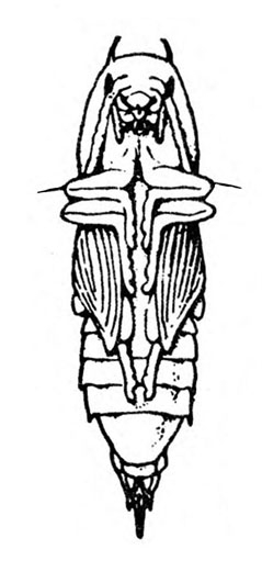 Slender pupa with legs folded and pressed against front half of body. Hind legs under wing pads. Visible abdomen segmented. Two spikes at head and one at tail.