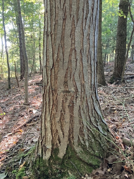 Tree trunk with vertical fissures