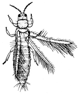 Top view of thrips with two narrow, heavily fringed wings extended at right side. Black and white illustration.