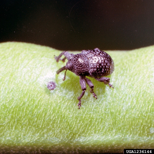 Close-up of black, humpbacked weevil with tubular mouthparts piercing pod of light-green bean. Tiny, round, brown circle on pod in front of weevil.
