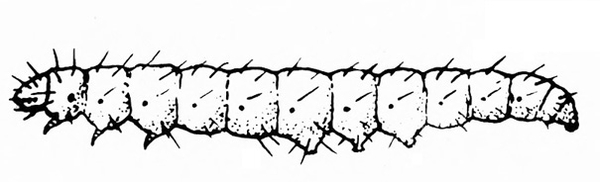 Side view of caterpillar with pointed head and posterior. Short hairs all over body. Black and white art.