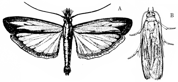 Moth A at left with wings spread. Wing edges shaded black. Slender body has fringes at front and tip. Moth B, at right, has wings and antennae folded over back.