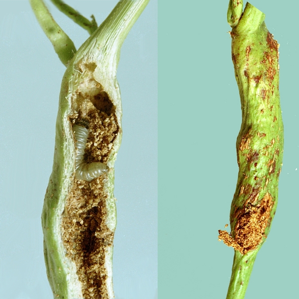 Dissected stem on left shows curled, pale-green larva with black head inside. Green stem on right has elongated, swollen area with brownish scarred areas.