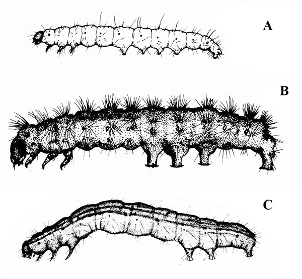 Three caterpillars in side view. Caterpillar A, at top, shows 5 prolegs. Caterpillar B, at center, shows 4 prolegs. Caterpillar C, at bottom, shows 3 prolegs.