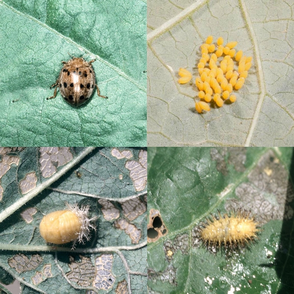 Composite of four different life stages on leaves. Adult with glossy, coppery, spotted wings. Bright-yellow egg cluster. Larva and pupa pale-peach colored.