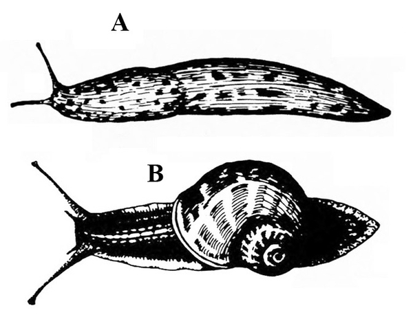 Slug A, at top, is slipper-shaped with dark spots on body. Snail B, below, has flatter body and helical shell on middle of back. Black and white art.