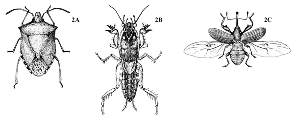 Row of three insects. Shield-shaped stink bug at left. Mole cricket in center. Weevil with forewings and hind wings spread, at right. Black and white art.