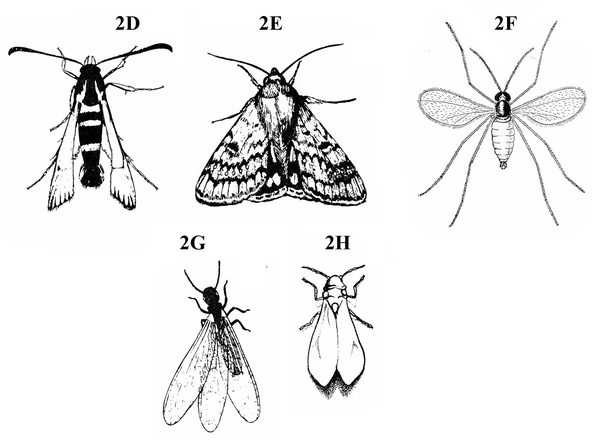 Two rows with five winged insects. Two moths at top left, with midge, top right. Bottom row shows termite on left and whitefly on right. Black and white art.