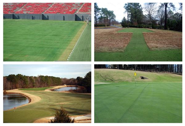 4 photos of different turf areas that have been treated with colorant