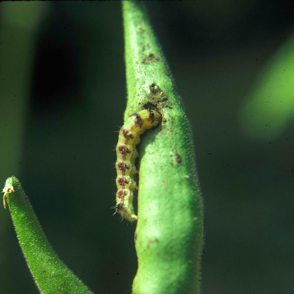 ALT TEXT: Yellowish caterpillar with brown spots boring a hole near tip of okra pod. Head is buried in pod, with the rest of the lower body is exposed.