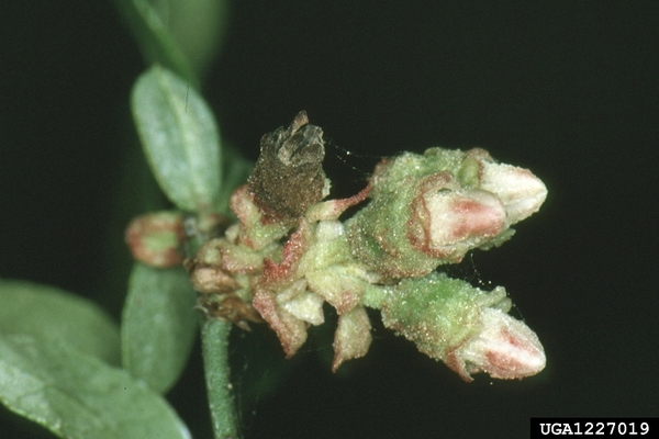 Blueberry branch with one bud that is extremely damaged from infestation, appearing dark and shriveled