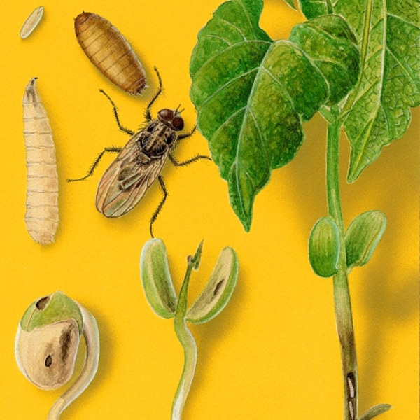 Composite. Bean seedlings, green against yellow background. Egg and maggot cream-colored. Oval pupa light brown. Dark fly with pale wings folded back.