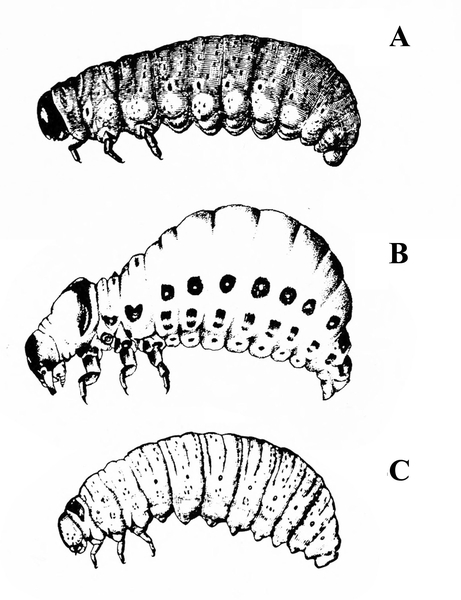 Three larvae in side view, A at top, B in center, and C at bottom. All have three legs under body behind head and a bump at the rear that is an anal proleg.