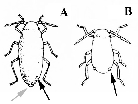 Two nymphs in top view. Nymph on left, labeled A, has a longer, oval body. Nymph on right, labeled B, is smaller and pear-shaped. Black and white art.