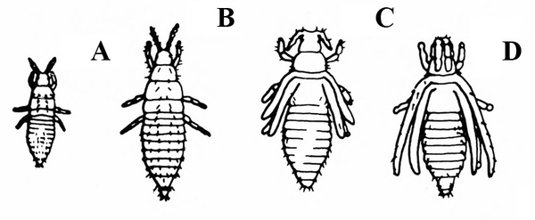 Four immature thrips in sequential life stages in a row, labeled A, B, C, and D, from left to right. Black and white art.