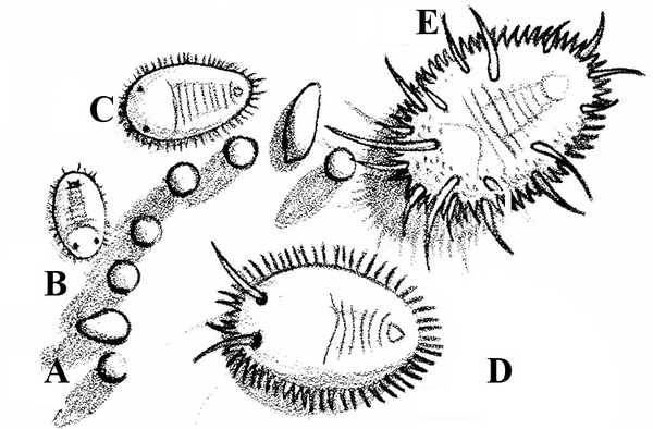 Composite black and white drawing. Nymphs B and C are upper left. Pupa E at upper right. Nymph D at lower right. Eight eggs in an arc at center.