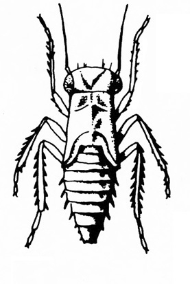 Top view of elongate nymph showing segmented, pointed abdomen, three pairs of legs, and two antennae. Black and white art.