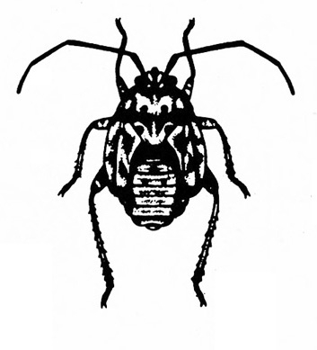 Top view of oval nymph mostly shaded dark with white geometrical markings. Long back legs and antennae. Black and white art.