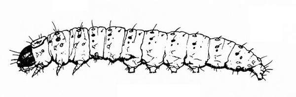 Side view of slender caterpillar with small black head. Three front legs and five prolegs under body. Tiny spots and short hairs all over. Black and white art.