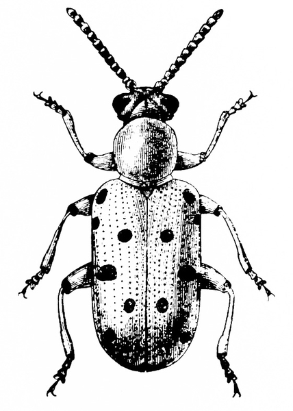 Top view. Lightly shaded elongate beetle with dark polka dots on outer wing covers. Rounded thorax and wide head with V shaped antennae. Three pairs of legs.