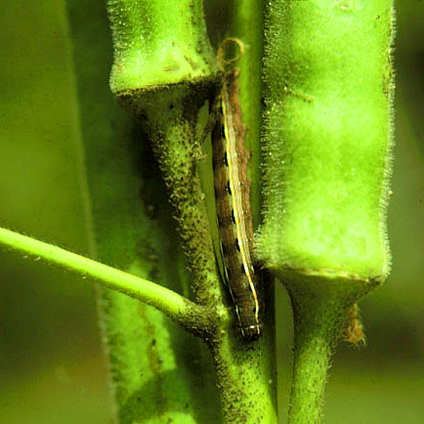 Caterpillar crawling on okra stem just beneath pod. Yellow longitudinal stripe and black spots visible on insect.