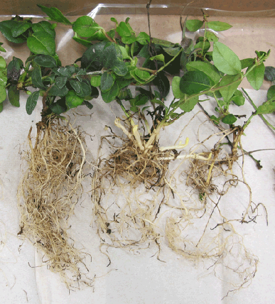 Periwinkle plants exhibiting symptoms of black root rot.