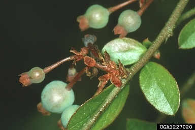 A few small, green developing berries alongside several stunted berries